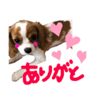 ダリア200702キャバリア（個別スタンプ：12）