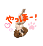 ダリア200702キャバリア（個別スタンプ：13）