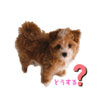 ぺぽたんのすたんぷ。（個別スタンプ：27）