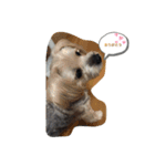 犬達の日常生活（個別スタンプ：1）