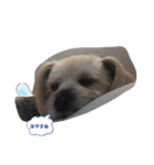 犬達の日常生活（個別スタンプ：2）
