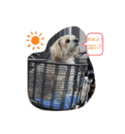犬達の日常生活（個別スタンプ：3）