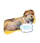 犬達の日常生活（個別スタンプ：4）