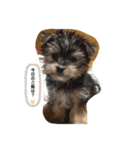 犬達の日常生活（個別スタンプ：5）