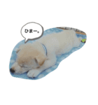 犬達の日常生活（個別スタンプ：6）