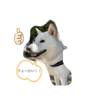 犬達の日常生活（個別スタンプ：7）