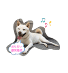 犬達の日常生活（個別スタンプ：8）