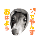 「イタグレ」であります。（個別スタンプ：1）