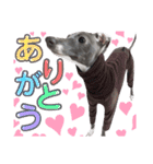 「イタグレ」であります。（個別スタンプ：3）