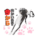 「イタグレ」であります。（個別スタンプ：7）