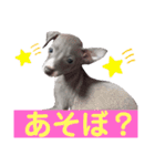 「イタグレ」であります。（個別スタンプ：11）