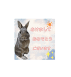 うさぎここ スタンプ☆お正月☆（個別スタンプ：1）