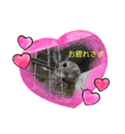 うさぎここ スタンプ☆お正月☆（個別スタンプ：16）