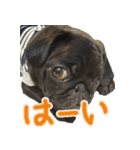 黒パグのあかちゃん3（個別スタンプ：2）