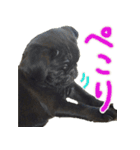 黒パグのあかちゃん3（個別スタンプ：4）