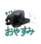 黒パグのあかちゃん3（個別スタンプ：16）