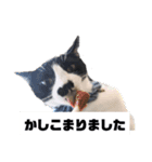 ニャンず①（個別スタンプ：3）