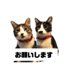 ニャンず①（個別スタンプ：15）