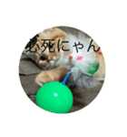 ワンワンもいるよ（個別スタンプ：3）