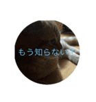 ワンワンもいるよ（個別スタンプ：4）