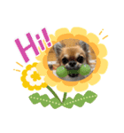 西井さんちのモフモフ犬（個別スタンプ：3）