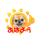 西井さんちのモフモフ犬（個別スタンプ：6）