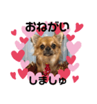西井さんちのモフモフ犬（個別スタンプ：13）