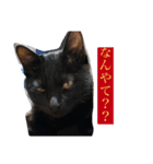 日常（ゆっぺ？もこ？）（個別スタンプ：2）