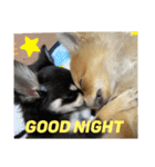 愛犬で返事（個別スタンプ：2）