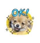 愛犬で返事（個別スタンプ：3）