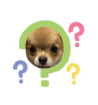 愛犬で返事（個別スタンプ：4）