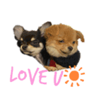 愛犬で返事（個別スタンプ：5）