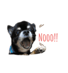 愛犬で返事（個別スタンプ：6）