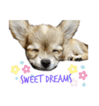 愛犬で返事（個別スタンプ：8）