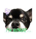 愛犬で返事（個別スタンプ：9）