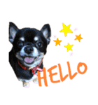 愛犬で返事（個別スタンプ：10）