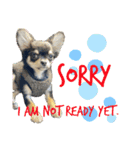 愛犬で返事（個別スタンプ：11）