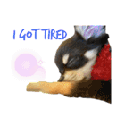 愛犬で返事（個別スタンプ：12）