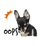 愛犬で返事（個別スタンプ：13）