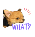 愛犬で返事（個別スタンプ：14）