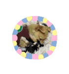 愛犬で返事（個別スタンプ：16）