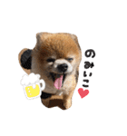 【伊東家のわんこ】（個別スタンプ：12）