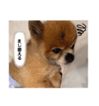 【伊東家のわんこ】（個別スタンプ：15）