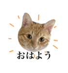 三毛＆茶トラ ウチの猫スタンプ①（個別スタンプ：1）