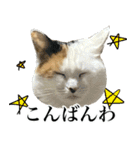 三毛＆茶トラ ウチの猫スタンプ①（個別スタンプ：2）