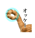三毛＆茶トラ ウチの猫スタンプ①（個別スタンプ：3）