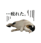 三毛＆茶トラ ウチの猫スタンプ①（個別スタンプ：5）
