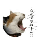 三毛＆茶トラ ウチの猫スタンプ①（個別スタンプ：6）