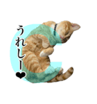 三毛＆茶トラ ウチの猫スタンプ①（個別スタンプ：9）