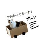 三毛＆茶トラ ウチの猫スタンプ①（個別スタンプ：10）